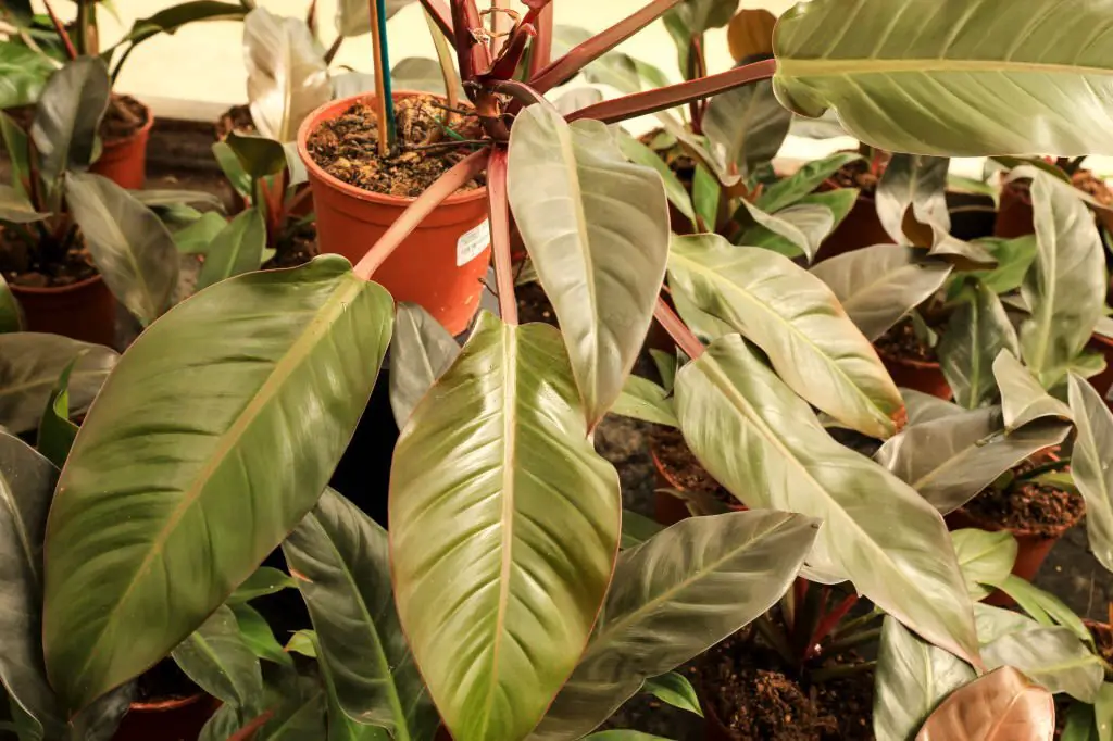 What is Imperial Red Philodendron?