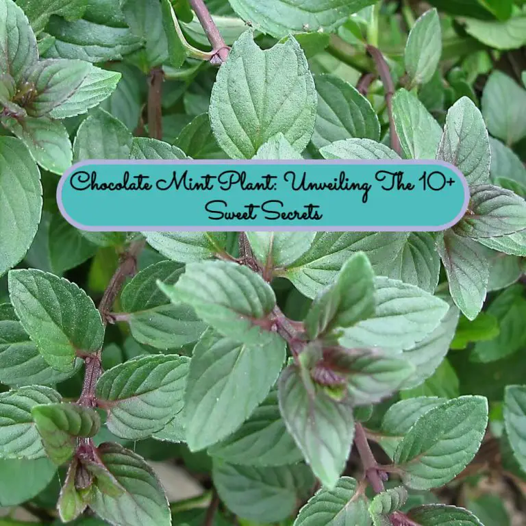 Chocolate-Mint-Plant-Unveiling-The-10+-Sweet-Secrets-homegardennice