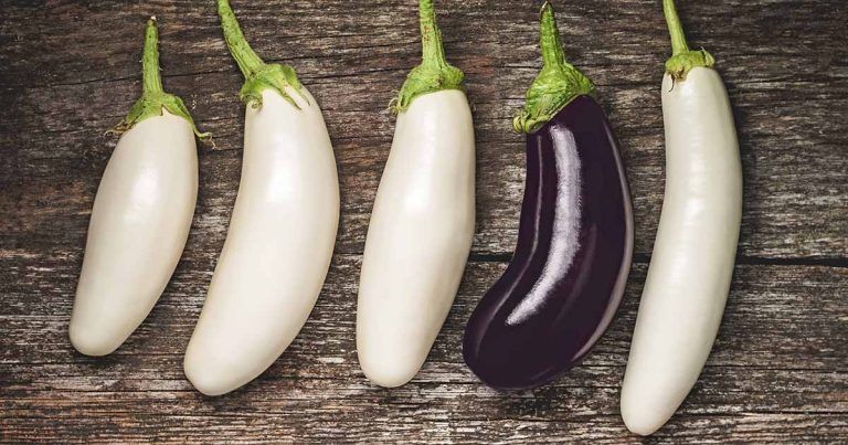 The No.1 Ultimate Guide to Growing White Eggplant in Your Garden