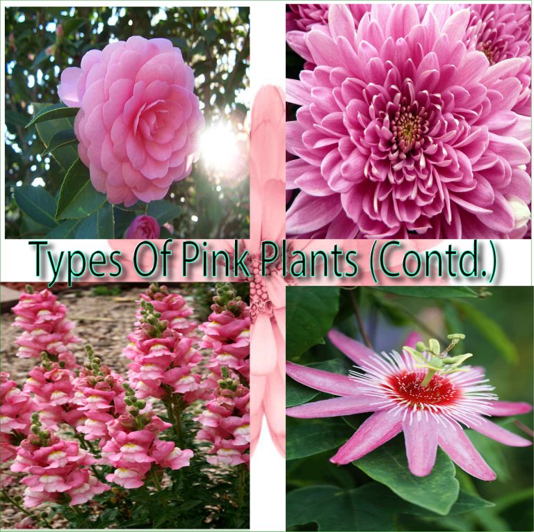 Pink Plants Embracing 20+ Rare Nature’s Rosy Hues(Contd.)