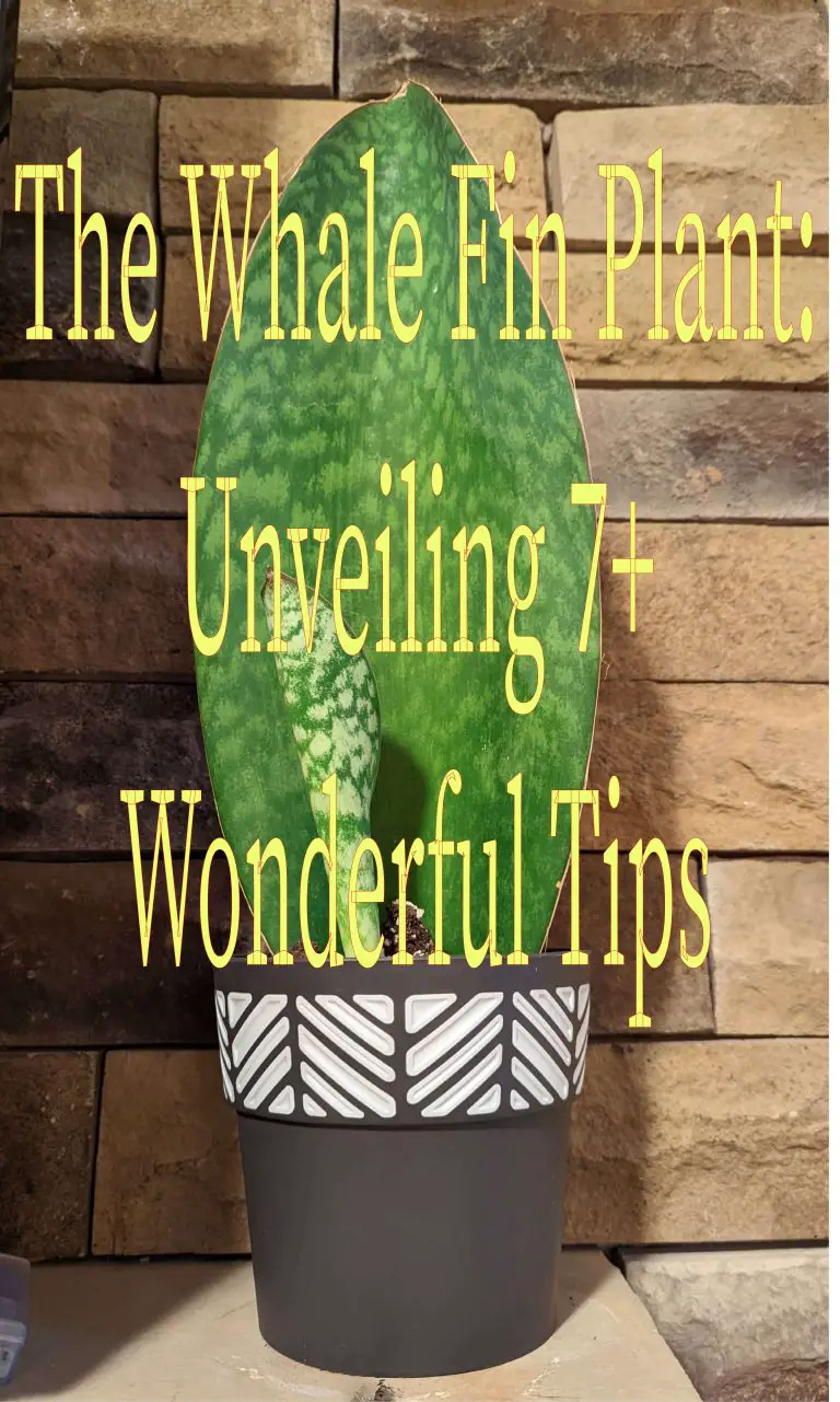 Unveiling-The-Wonders-Of-The-Whale-Fin-Plant-homegardennice